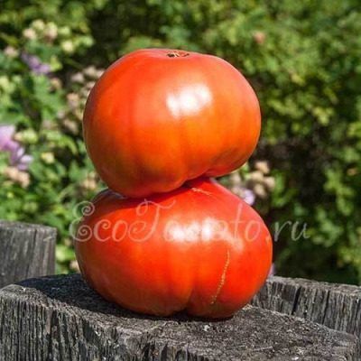 ������ ������ ���������: ������� ������ ����� ������� ������