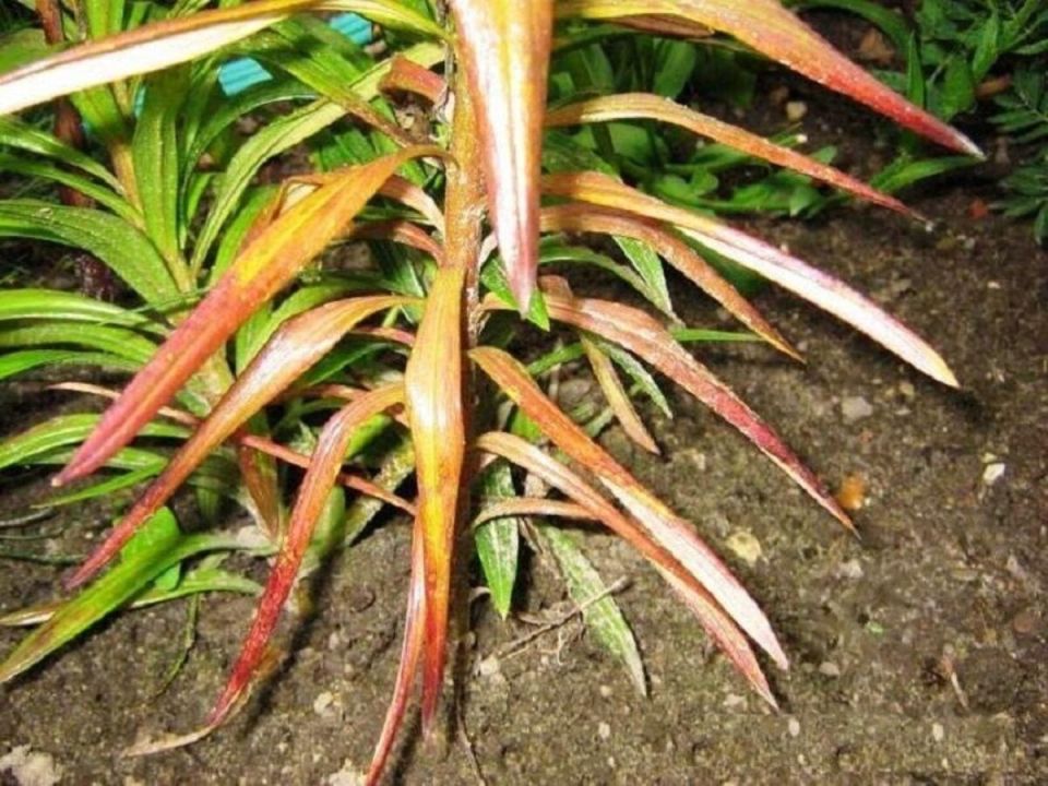 ������ ������� ������ �����: ������� � �������