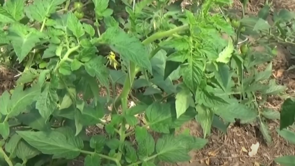 ��� ������ ������: ������ �� ������ � ���������� �������