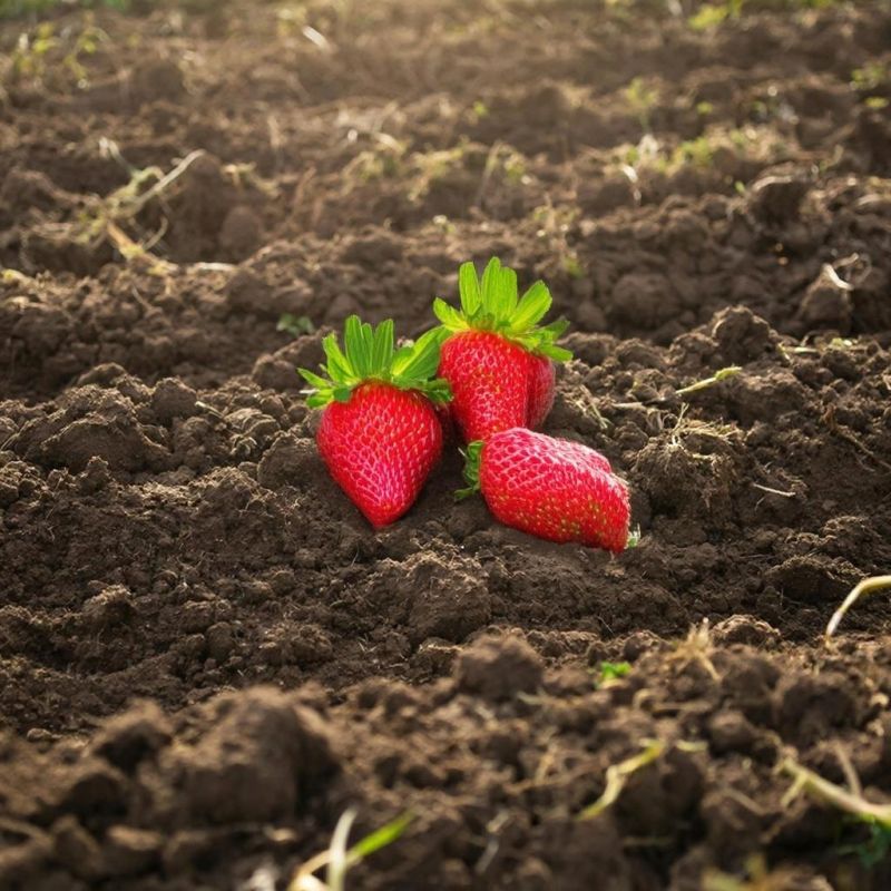 ��� ��������� ����������� ���������� �������� � ����: ������� ������ � ������ ����� ����� ������