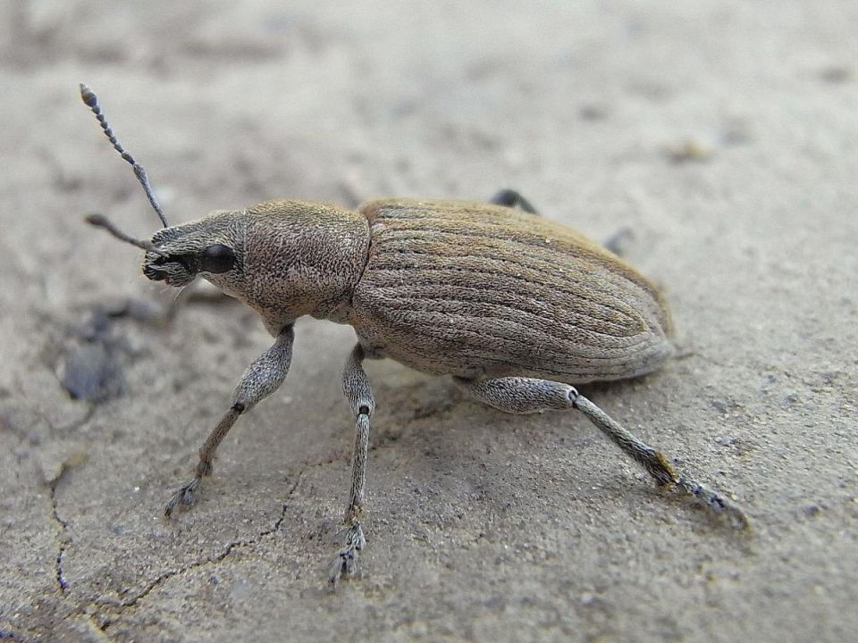 ���������� �����������: �������� ���� ������ ��������