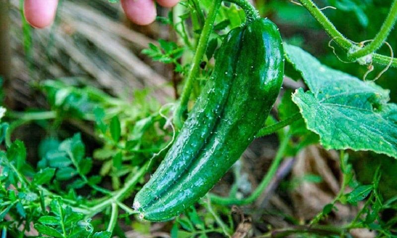 ��� �������� ��������� � ������� �������: ������ ��� ��������