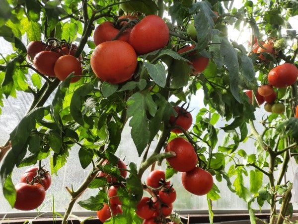 ��������� �������: �������� ������ ��� ��������� ����������� �������