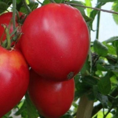 ����� ����������: ��� ��������� ������� ������� ����� ��� ������ ����