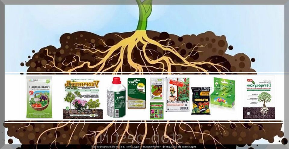 ���� � ��������: ����������� ��������� ��� ��������