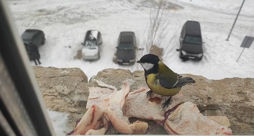 ������ �����: ������� � ������