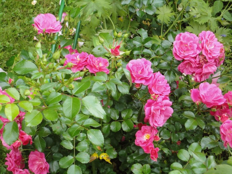 росы, которые цветут до самой глубокой осени: 10 удивительных сортов