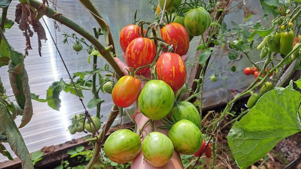 ��� ��������� ��������� �������� � 2026 ����: ������� ��������� ������