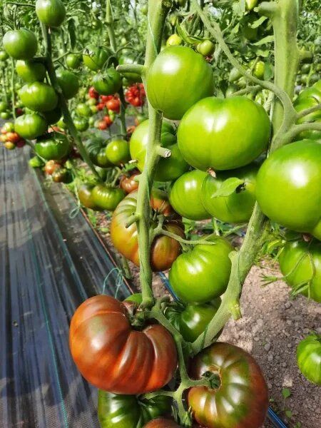 ����� �����������: ��� �������� ���������� ������