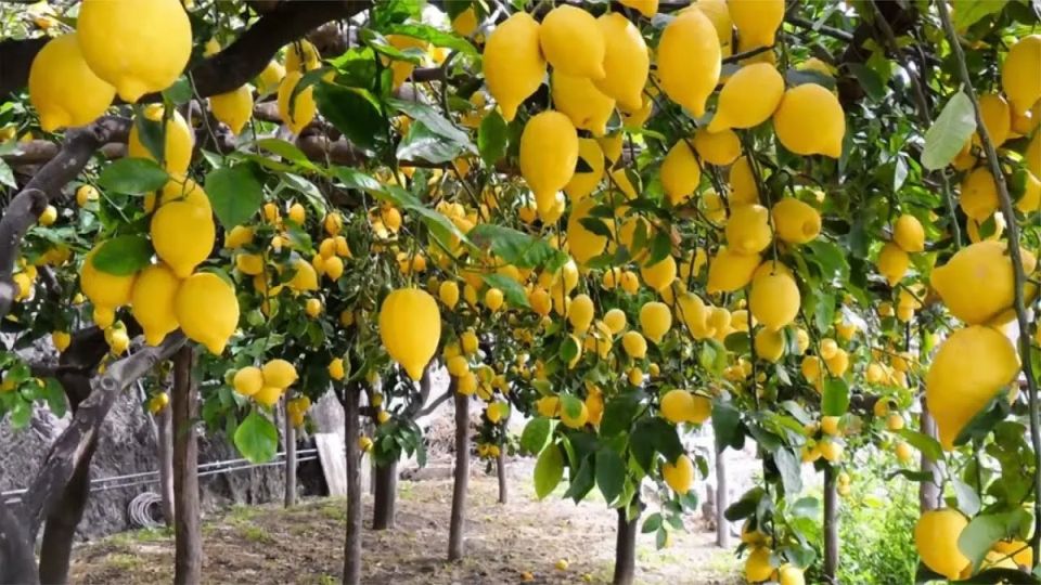 ����� ��� �������� �� ����: ����������� ������� ������������ ������