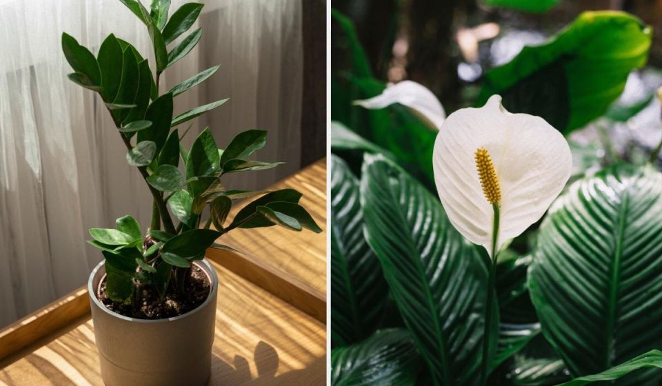 ��� ������� ������� � �������� ��������� �������� ��� ����