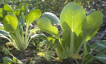 ��� ������� � ��������� �� ���-��� � �������� ��������