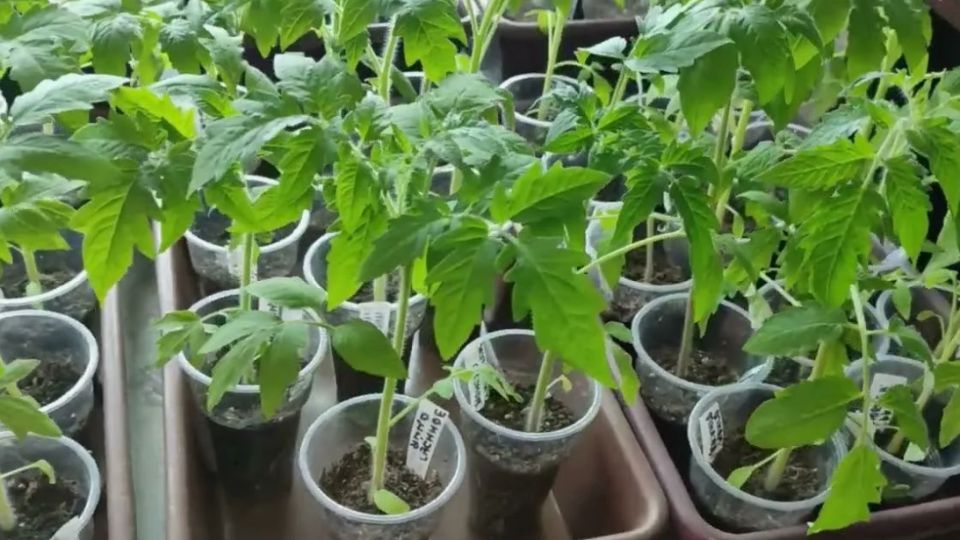 ��� ����������� ��������� �������� ������� �� ������ � �������� ������