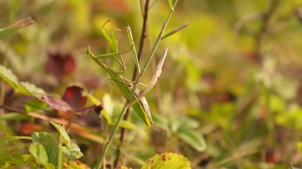 Mantis religiosa    