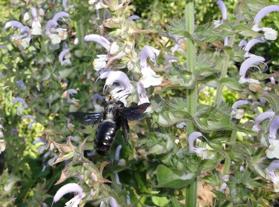  -  ylocopa violacea ( )