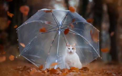  !.       ,   +11C,    +5C