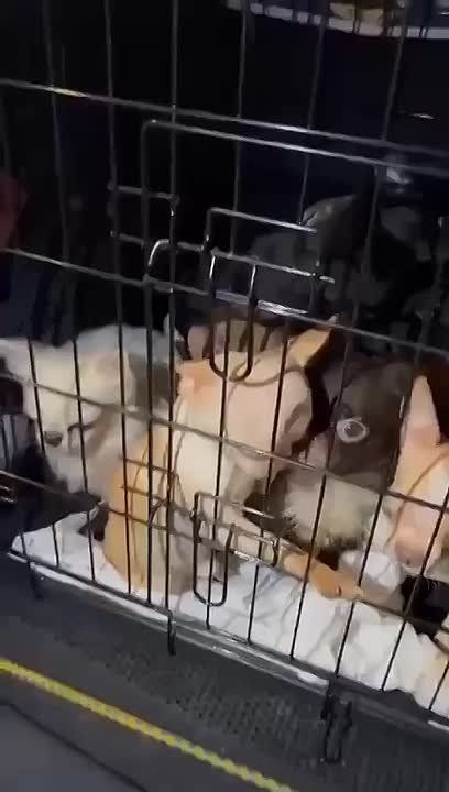 Сергей Зенин: Добрый день! Может кому нужно… Из Суджи (Курская область) привезли брошенок… 17 собак, 1 один французский бульдог, все остальные чихохуа