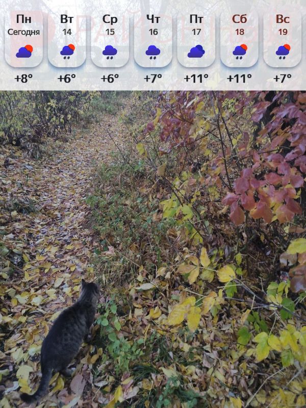 Доброе утро, друзья!. На этой неделе плотная облачность позволит солнцу прогреть воздух только до +4…+9°С