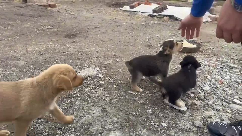 На счету у добровольцев Гуманитарной миссии Молодой гвардии Единой России с зимы 2025 года уже более 400 поездок в села приграничья, находящихся в Рыльском, Глушковском, Кореневском районах