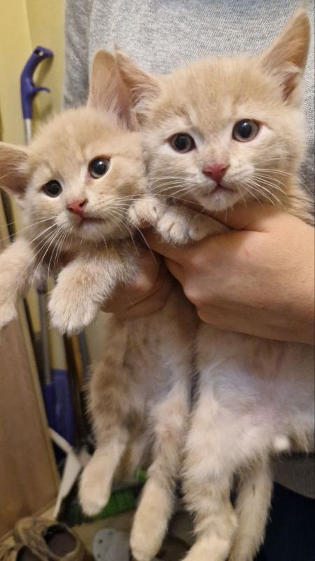 Дети прибыли в Москву.. Два котика 3,5 месяцев из Курского приграничья с точки эвакуации. Персиковые! Толстые, активные. В клетке сидеть не хотят, хотят на ручки. Лоток сразу нашли Ребята, срочно им семьи надо. Столько было...