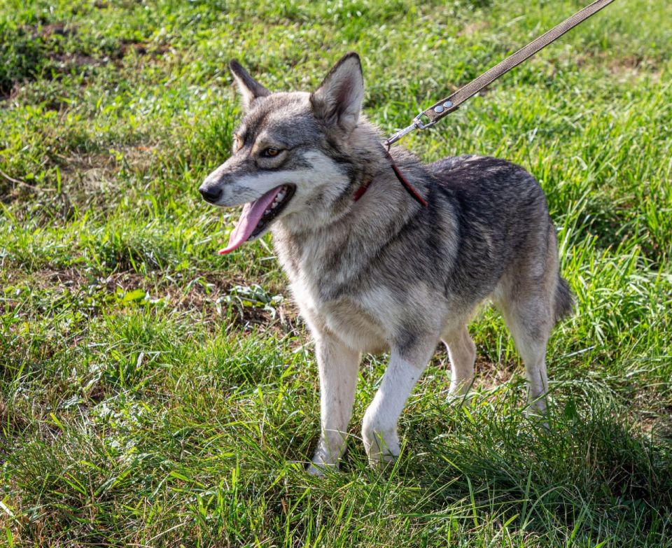 На Полугоре пройдет выставка-пристройство животных