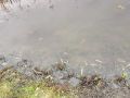 В Льговском районе жалуются на мор рыбы в реке Сейм