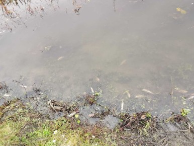 В Курской области выясняют причины мора рыбы в реке Сейм