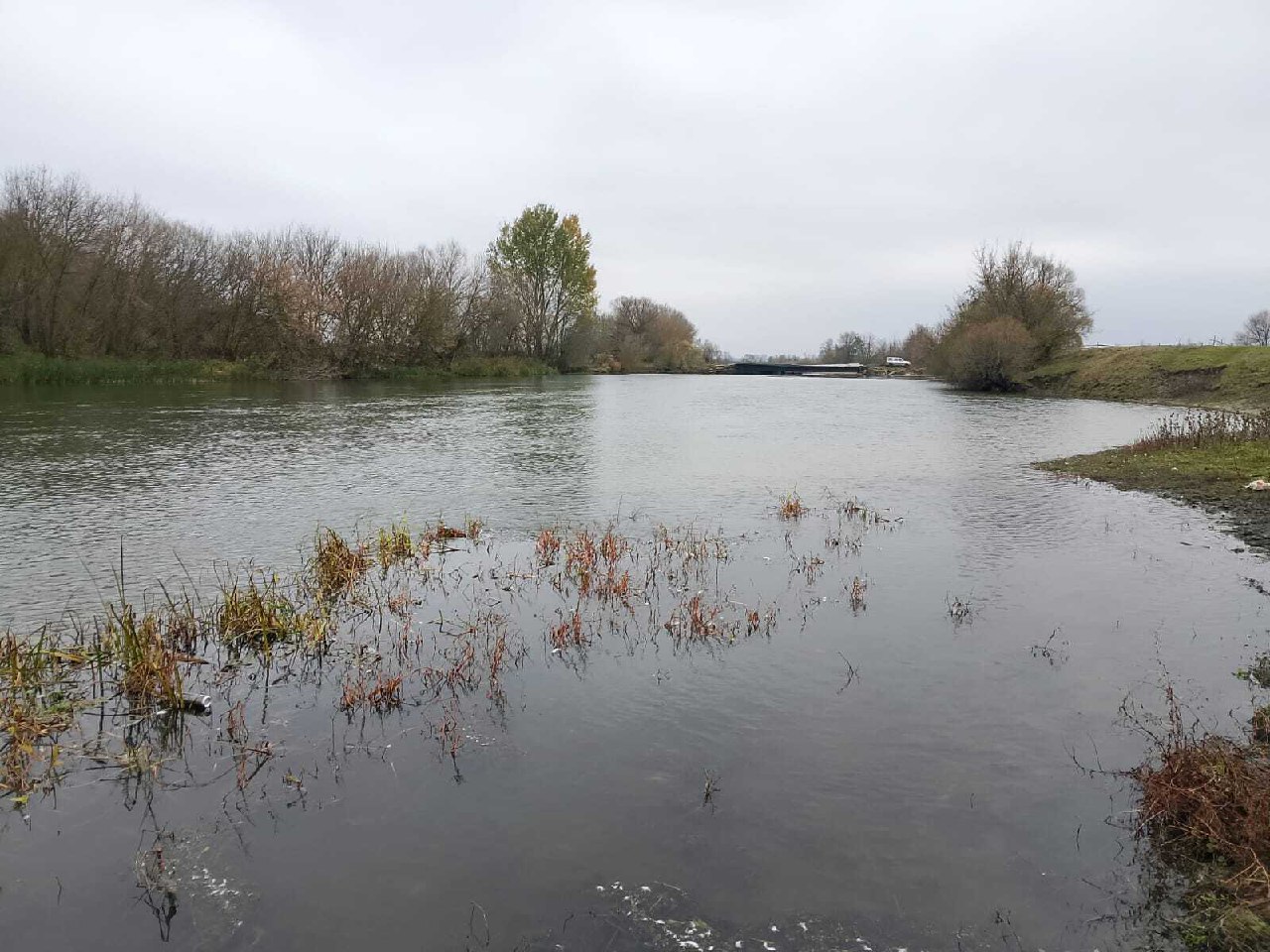 Куряне жалуются на мор рыб во Льговском районе