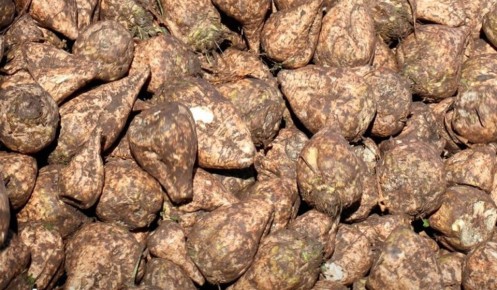 Курские аграрии продолжают уборку поздних культур