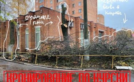 В Курске продолжают варварски обрезать деревья