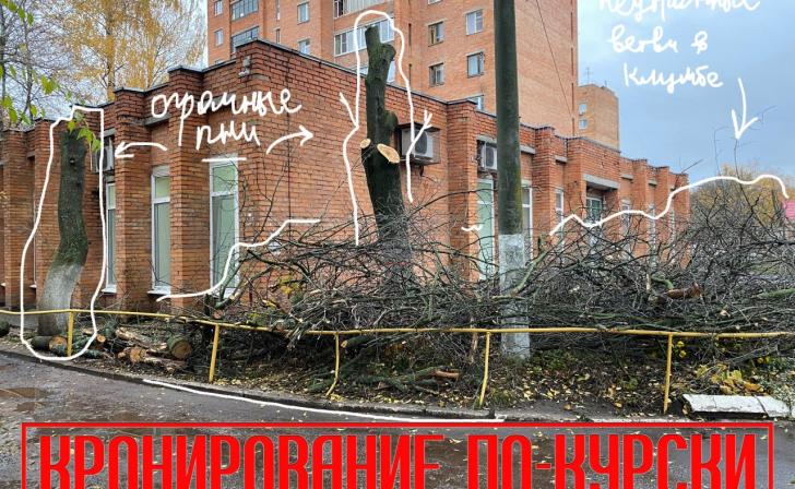 В Курске продолжают варварски обрезать деревья