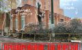 В Курске продолжают варварски обрезать деревья