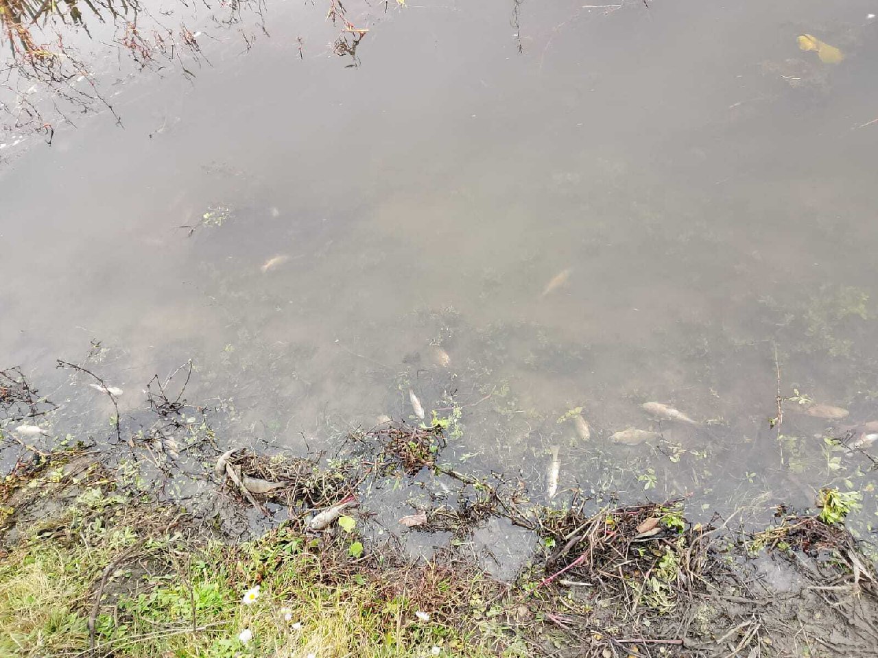 На Сейме в Курской области обнаружили массовую гибель рыбы