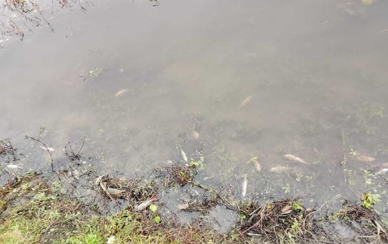 На Сейме в Курской области обнаружили массовую гибель рыбы