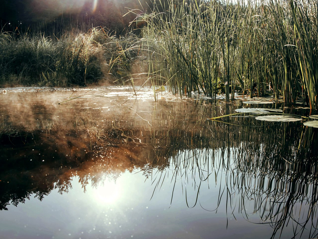 В Льговском районе специалисты разбираются в причинах мора рыбы