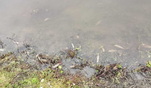 В Курской области расследуют причины массовой гибели рыбы на реке Сейм