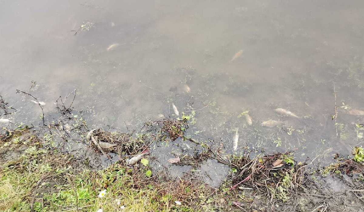 В Курской области расследуют причины массовой гибели рыбы на реке Сейм