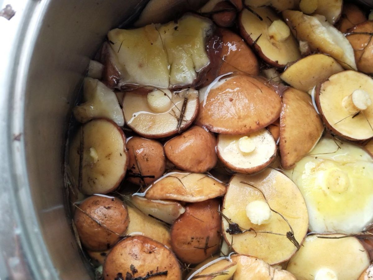 В Курске отравились грибами 4 детей