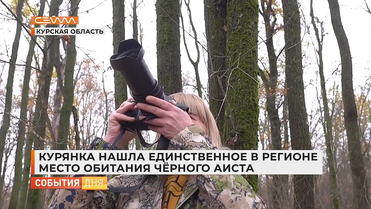В Курской области впервые обнаружили гнездо чёрных аистов