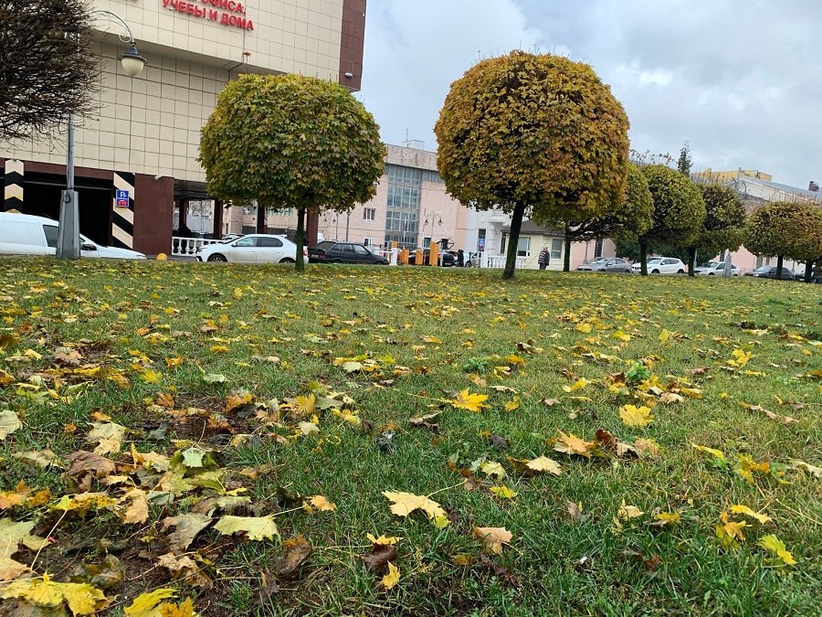 В Курской области 1 ноября ожидаются дожди и до +11 градусов