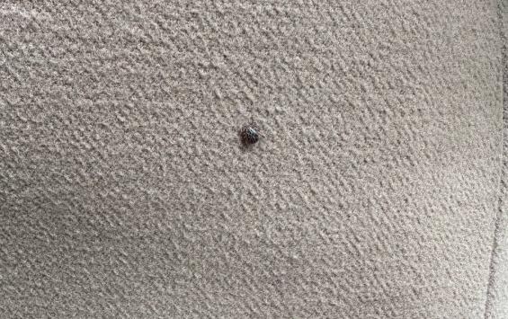 В Курской области за сезон зарегистрированы 63 случая клещевого боррелиоза: под наблюдением — более двух тысяч обращений