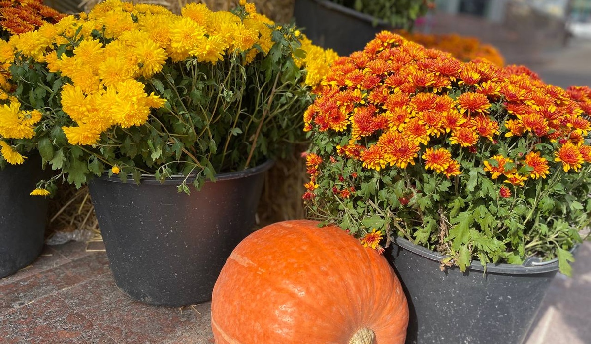 В Курской области 1 ноября ожидаются дожди и 11 градусов тепла