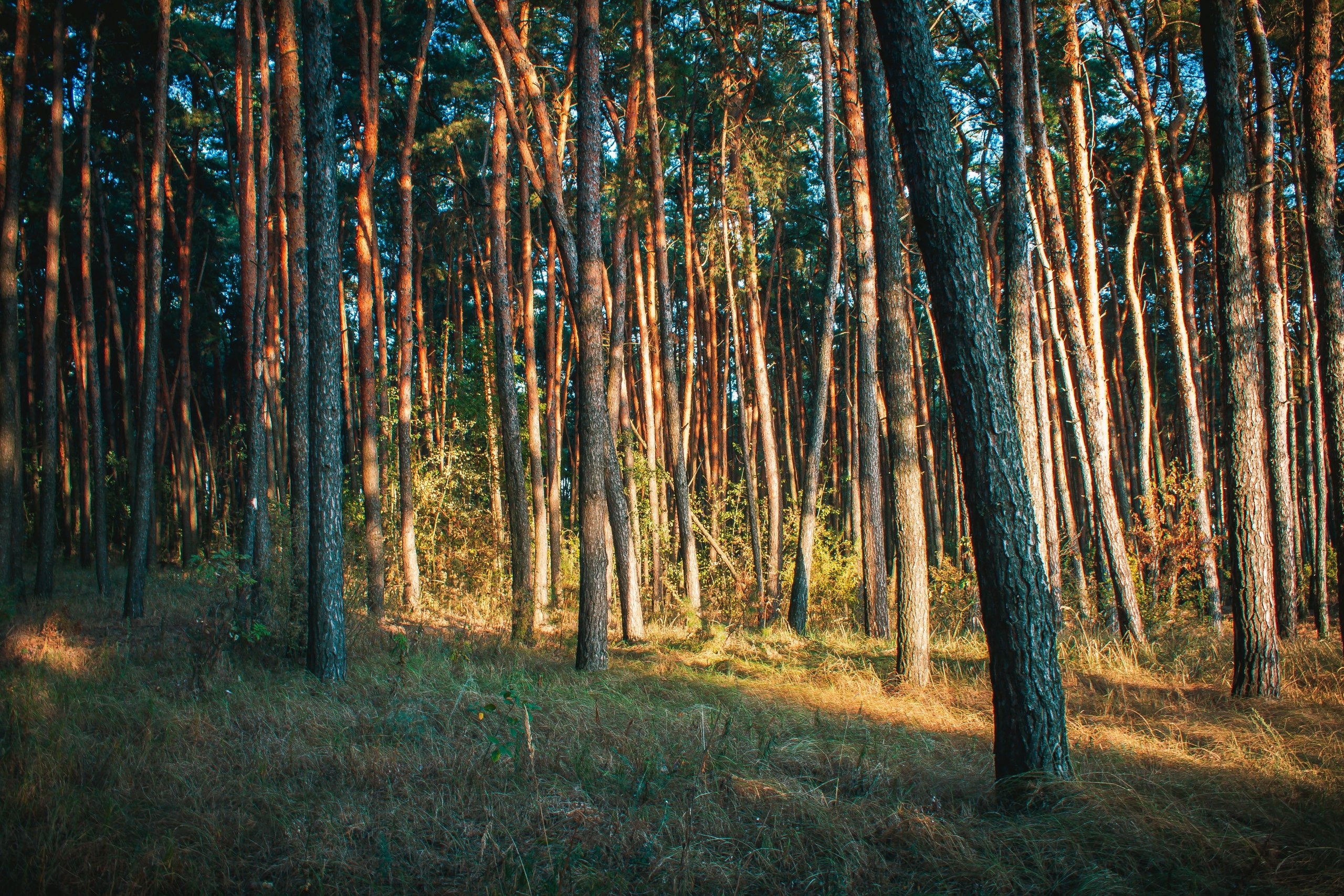Доброе утро!. Сегодня, в пятницу, 31 октября по прогнозу регионального отделения МЧС ожидается облачная погода