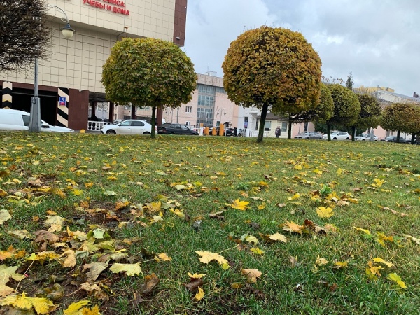 В Курской области 1 ноября ожидаются дожди и до +11 градусов