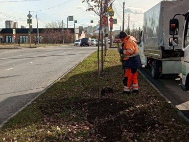 10 деревьев и 37 кустарников высадили в Курске взамен засохших