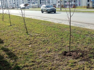 В Курске подрядчик по гарантии восстановил погибшие 10 деревьев и 37 кустарников