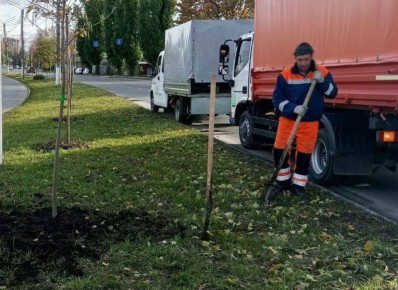 В Курске восстановили по гарантии погибшие зеленые насаждения