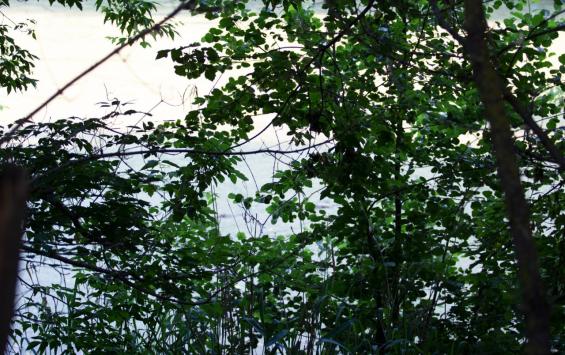 В Курской области завершили пожароопасный сезон 2025 года: лесные возгорания удалось предотвратить