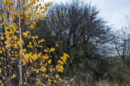 В Курске 2 ноября ожидается облачная погода с прояснениями