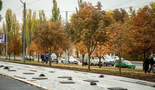 Курский бизнесмен бесплатно заменит аварийные тополя на каштаны на Сумской улице